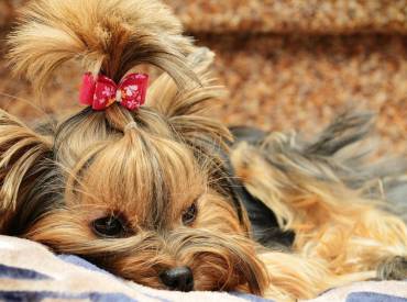 photo de chien coiffé n°2