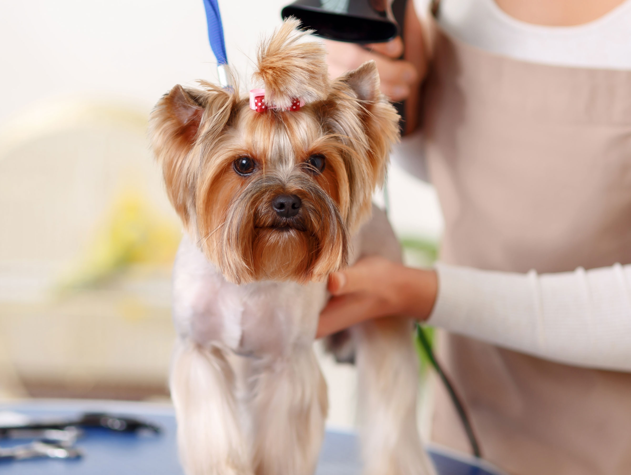 photo de chien coiffé n°3