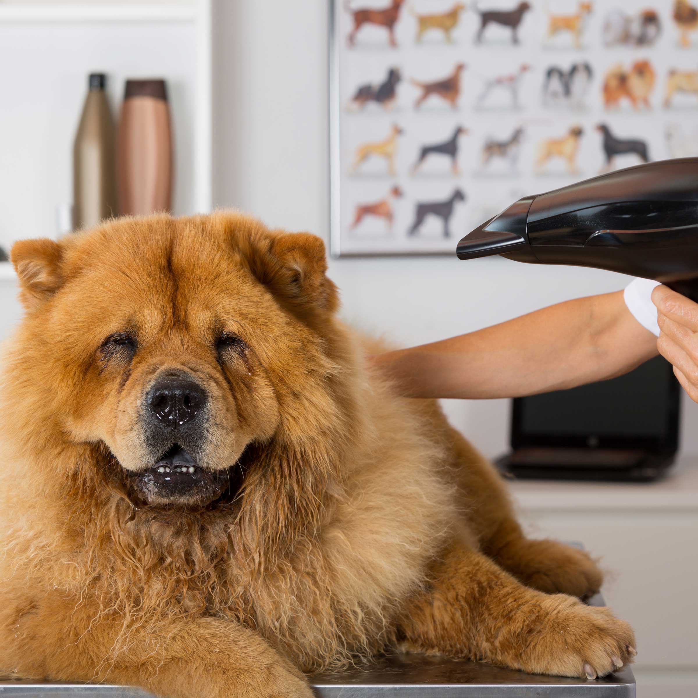 photo de chien coiffé n°7